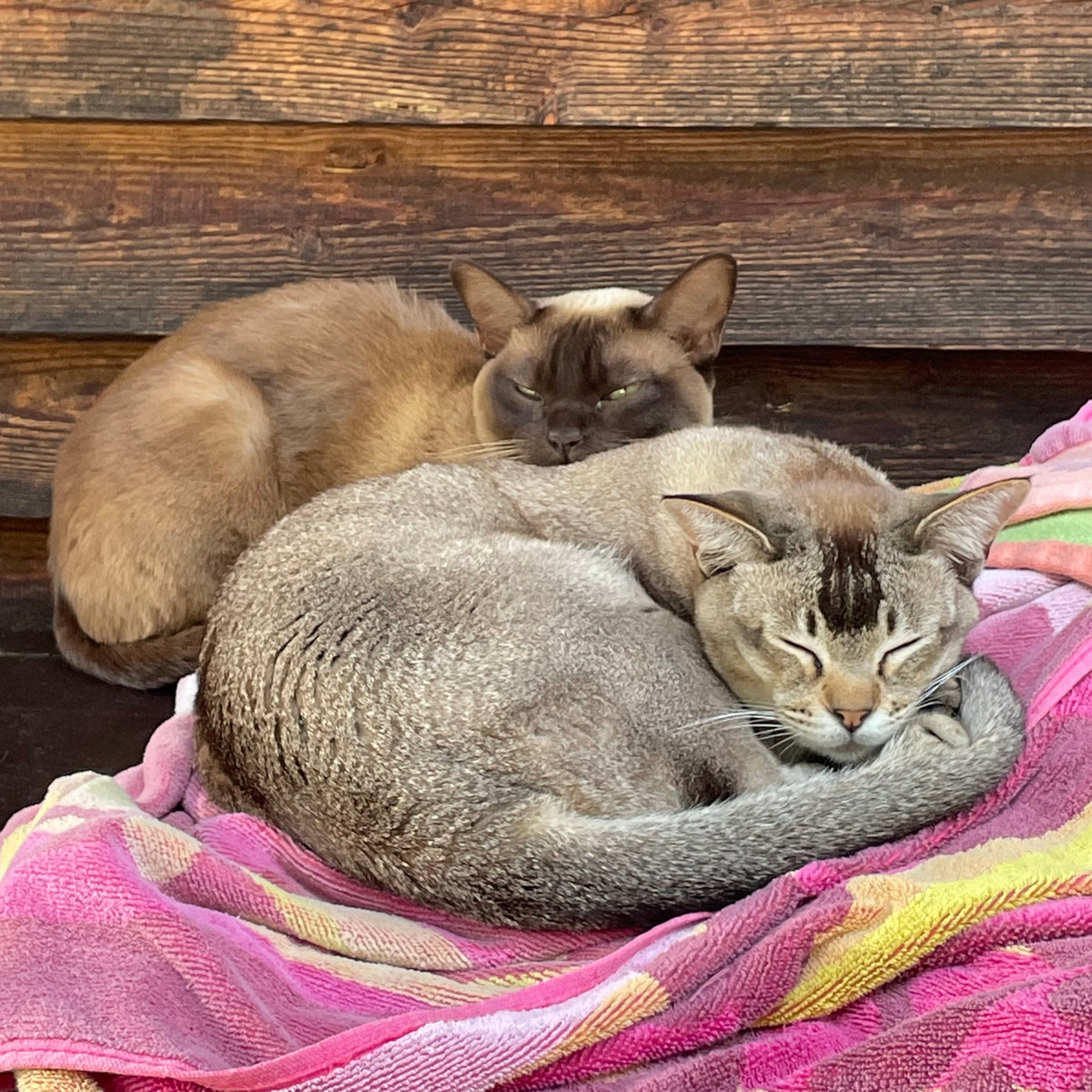 Neue Katze im Haushalt - wie die Zusammenführung sanft gelingt