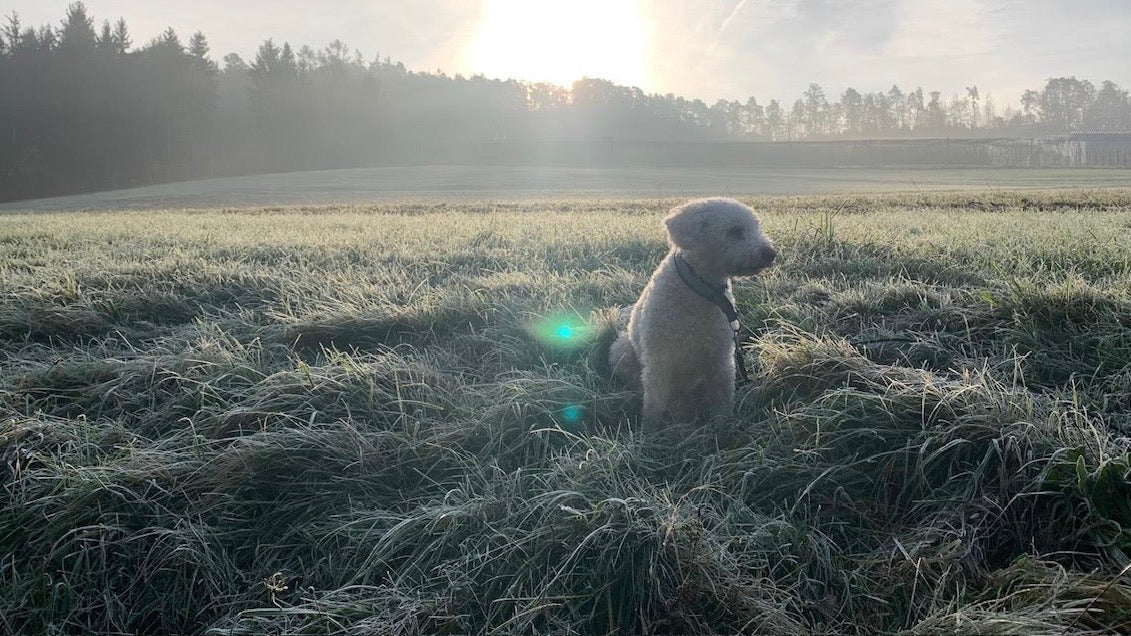 Begleitung für Tiere