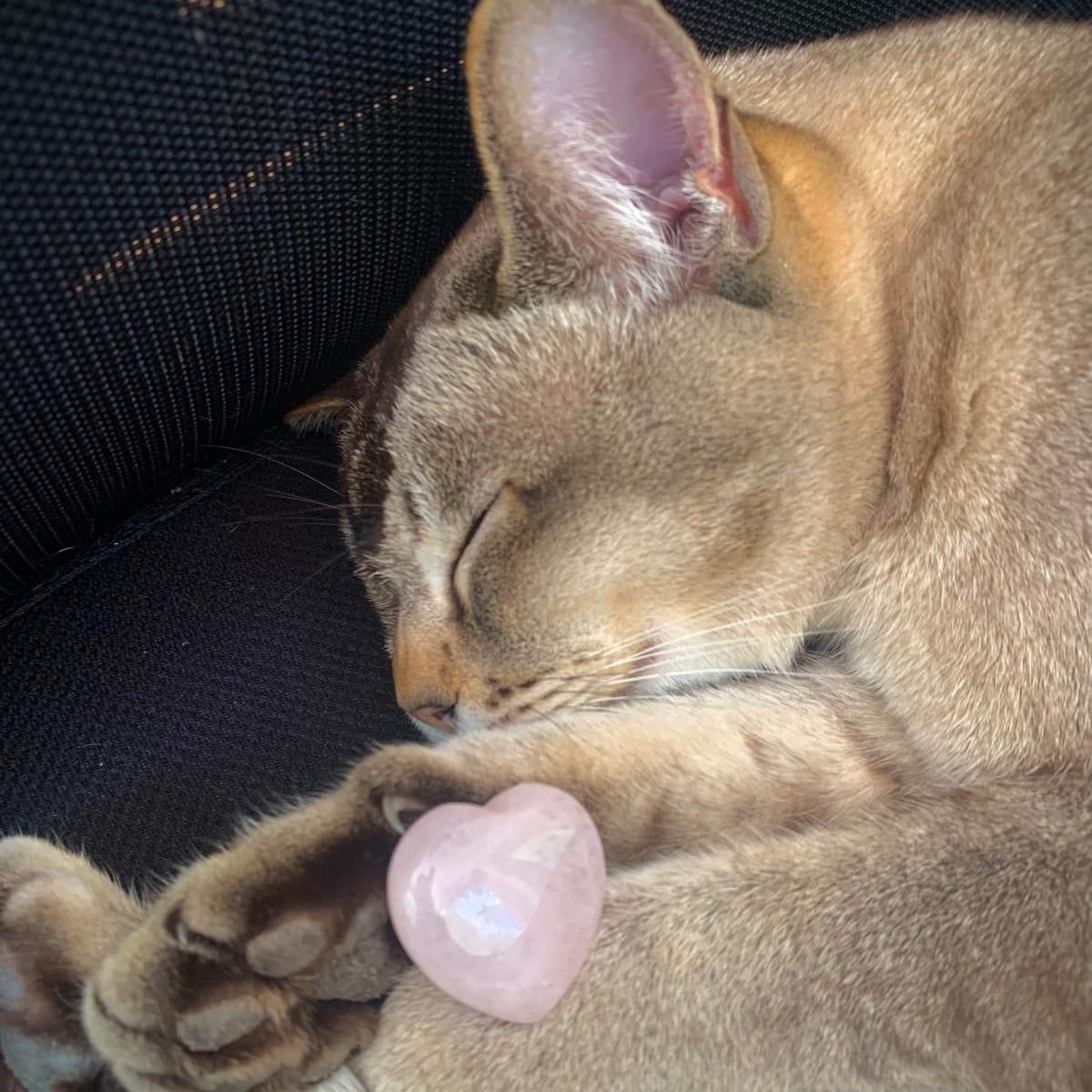 Seelenheil-Set Bleib bei dir - bei Unsauberkeit und Protestaktionen von Katzen