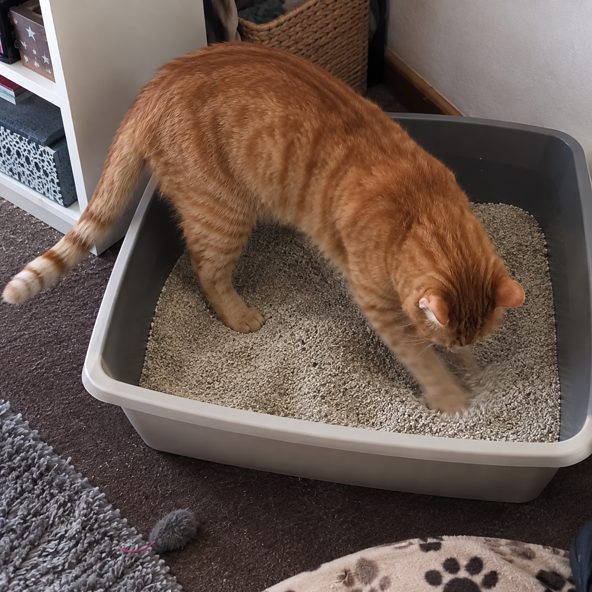 Katze scharrt in Katzentoilette