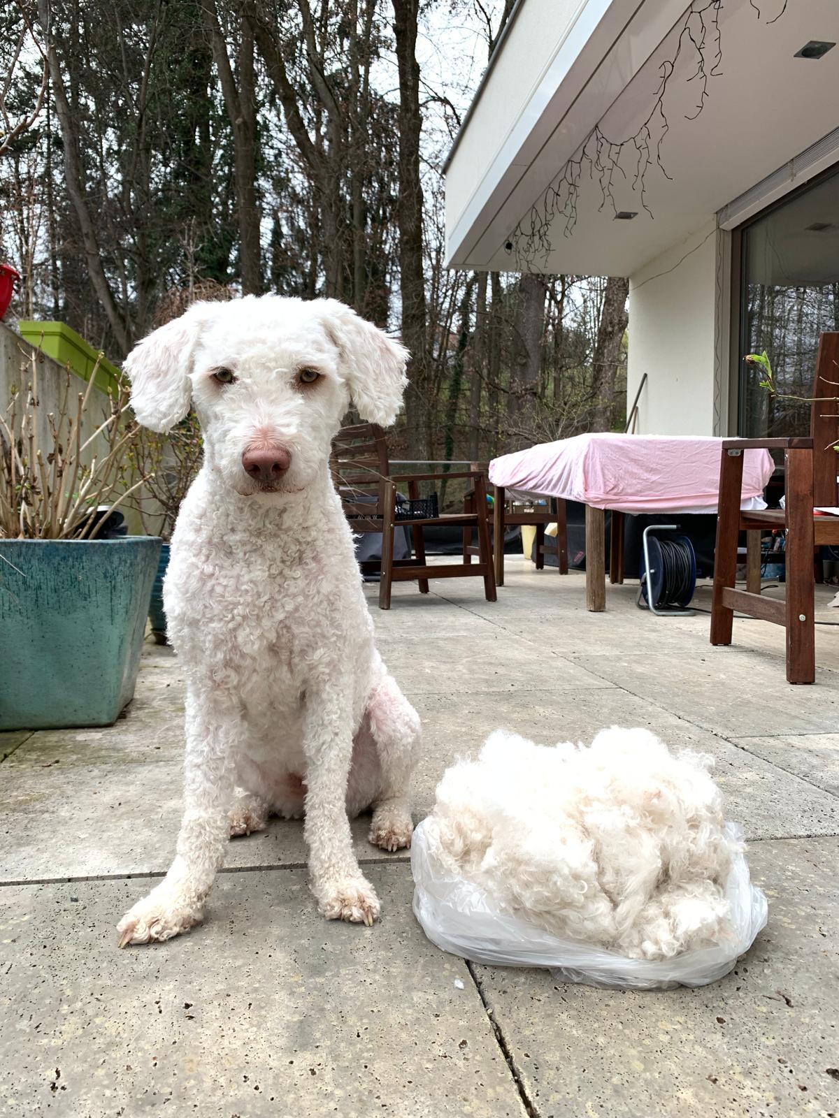 Weißer Hund sitzt auf Terasse, geschorenes Fell liegt neben ihm