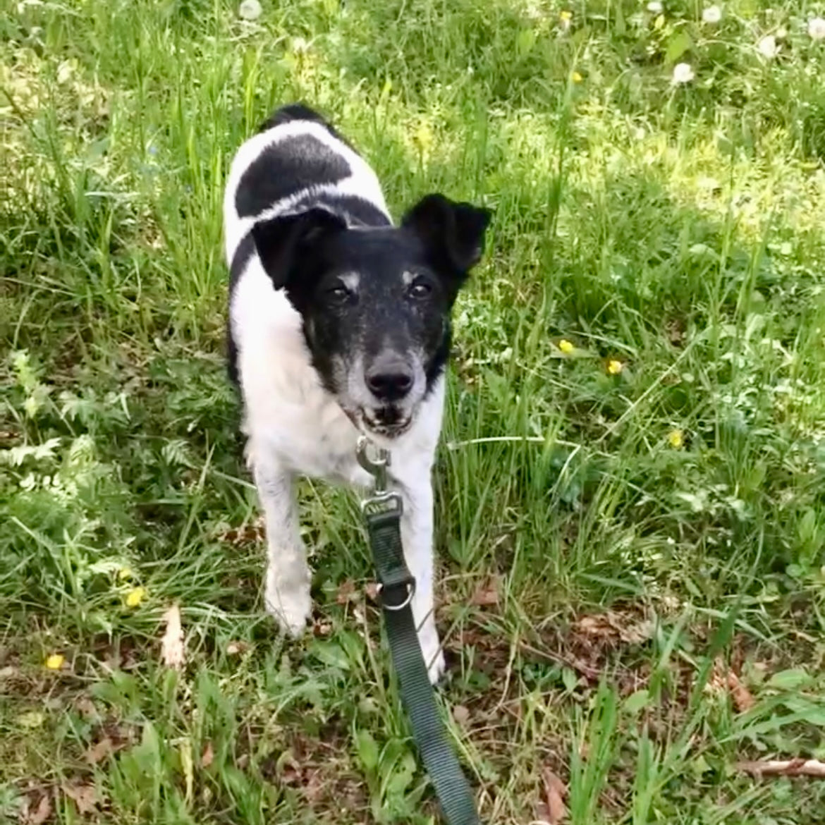 Schwarz weißer Hund auf Wiese