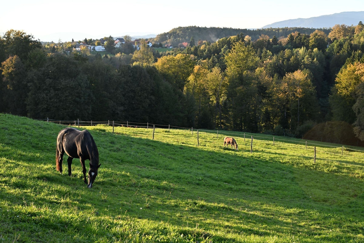 Pferd steht aud einer Wiese und grast, Abendstimmung