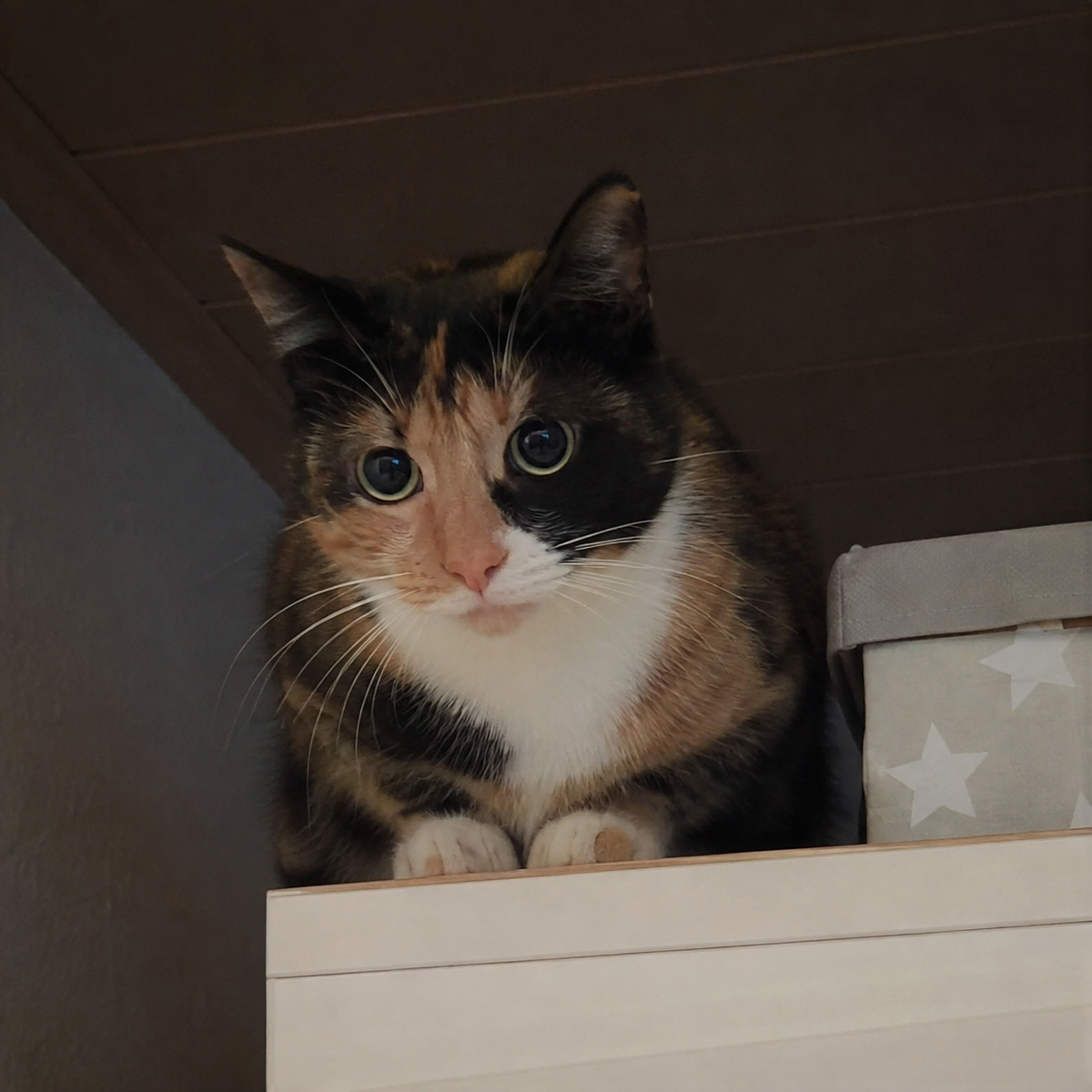Ängstliche Katze auf Kasten sitzend