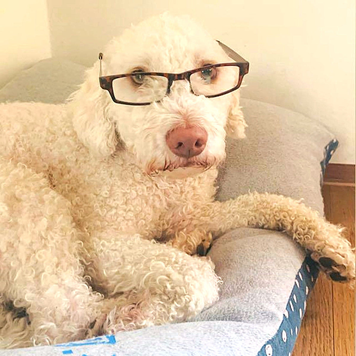 Weißer Hund liegt im Körbchen mit Brille auf der Schnauze