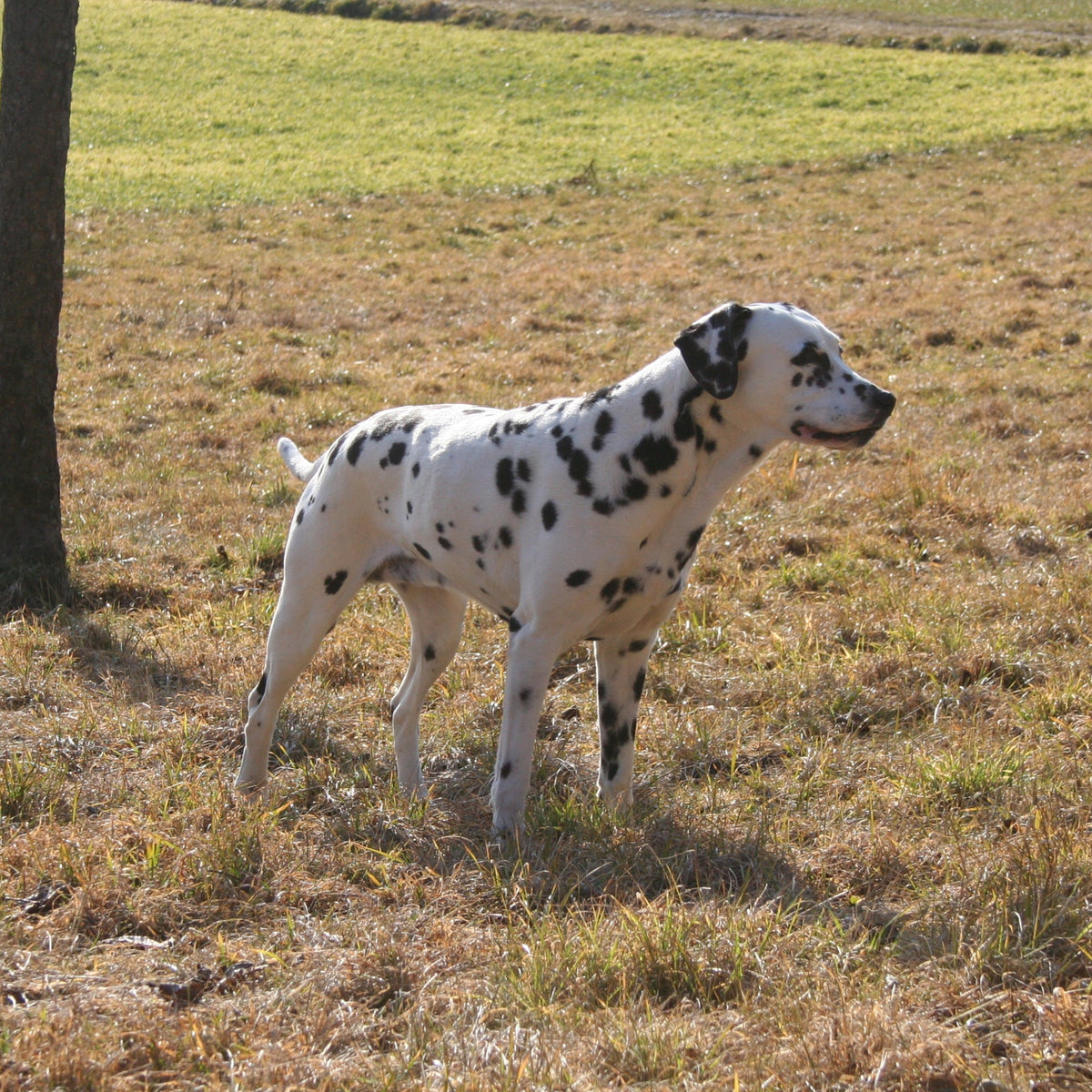 Hund Verdauung sensibel