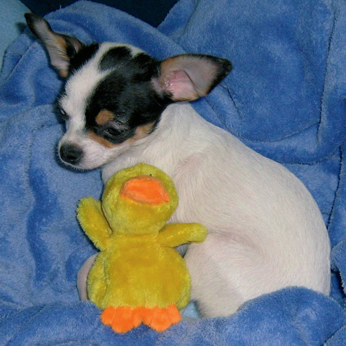 Hund Welpe Neubeginn