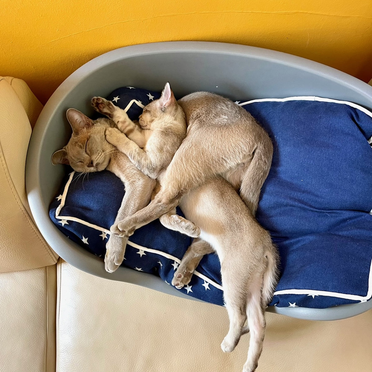 Bachblüten für "Seelenheil-Set Toleranz" für Katzen
