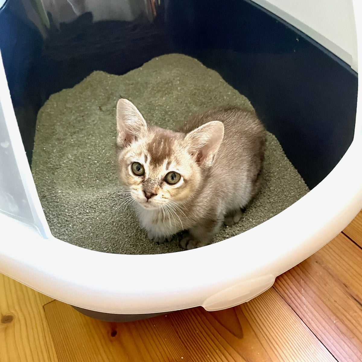 Bachblüten für "Seelenheil-Set Bleib bei dir" für Katzen