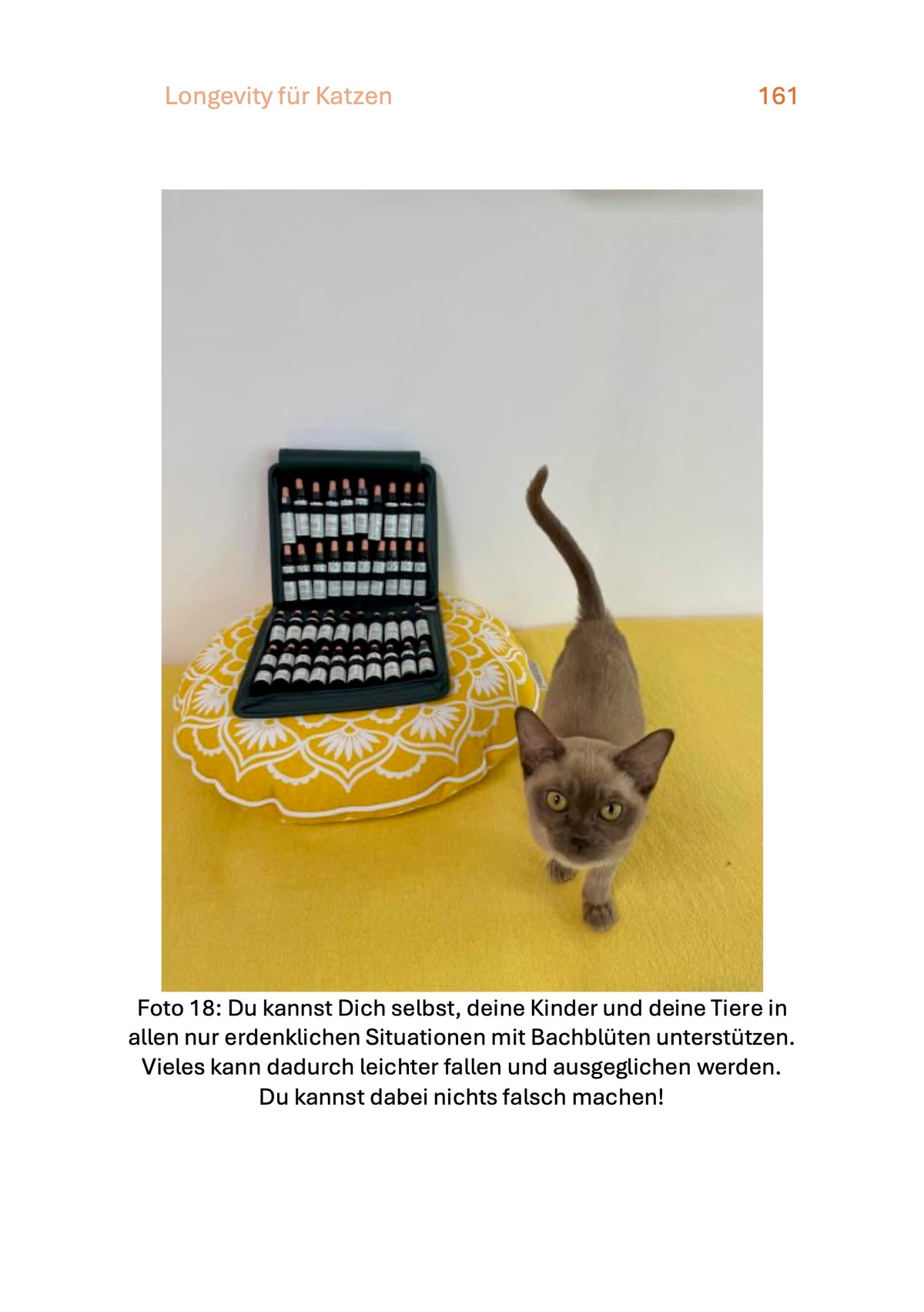 Katze und Bachblueten Longevity fuer Katzen