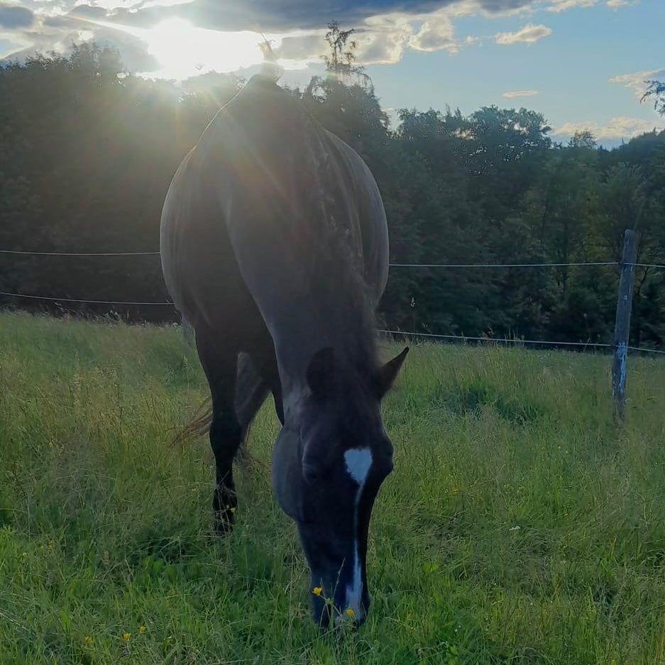 Schwarzes Pferd grast auf Wiese, Gegenlicht