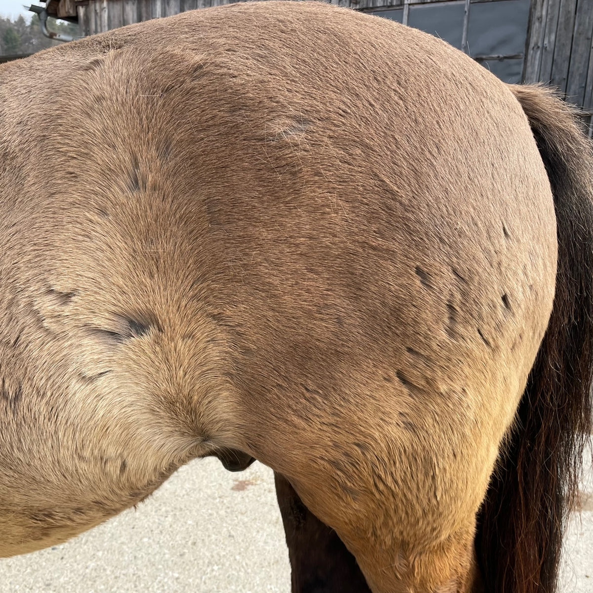 Pferd Haut Allergien