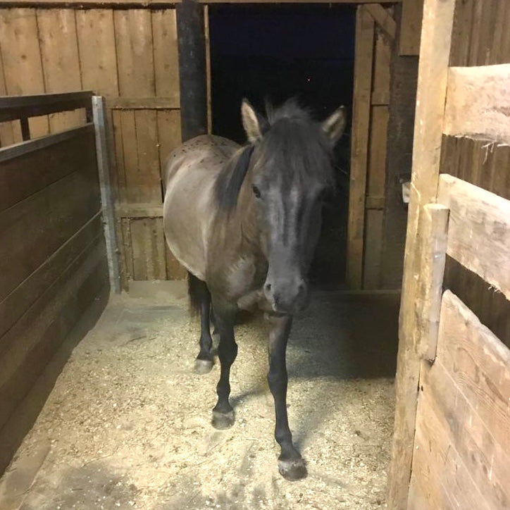 Pferd Neubeginn
