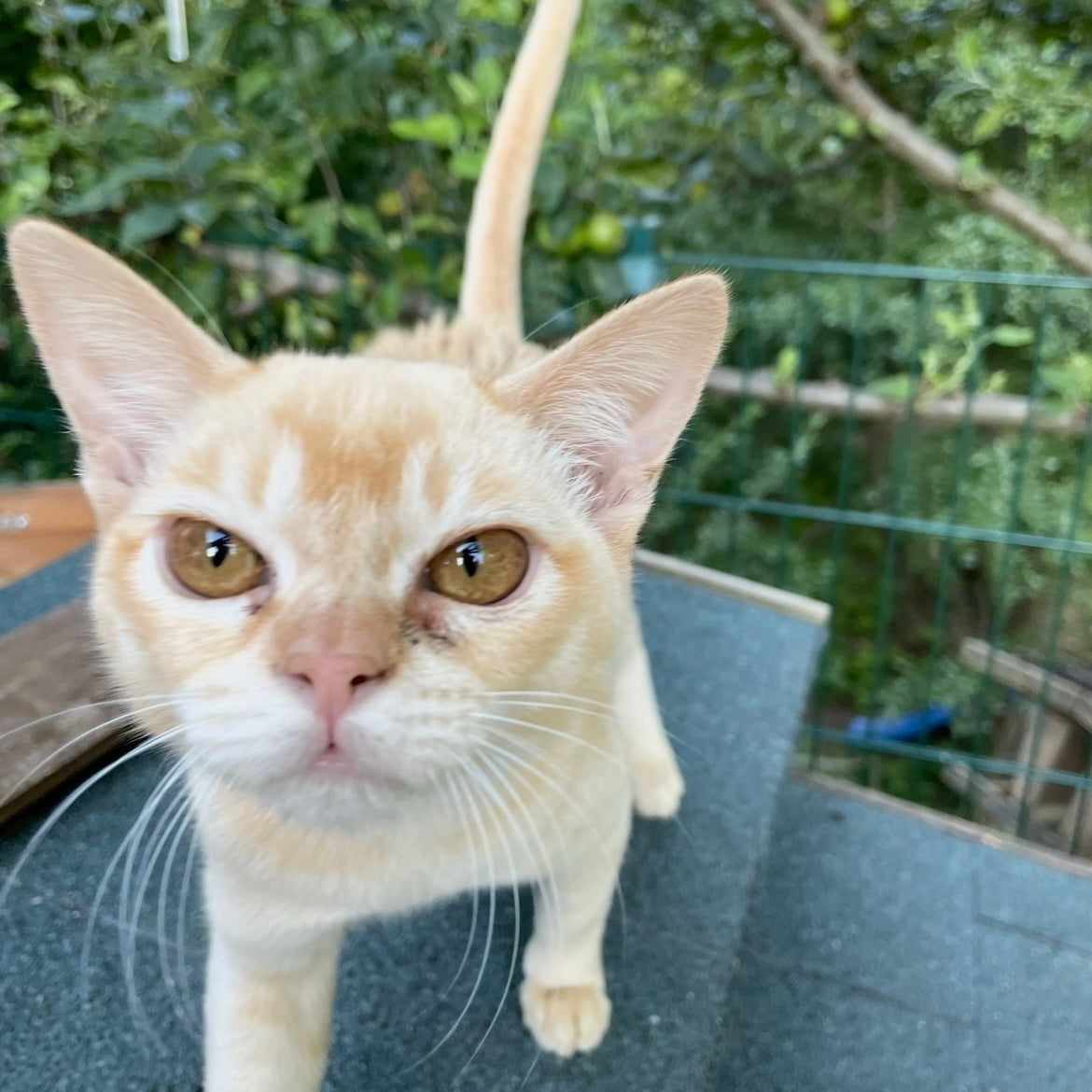 Nahaufnahme einer weiß-rötlichen Katze, die auf die Kamera zukommt