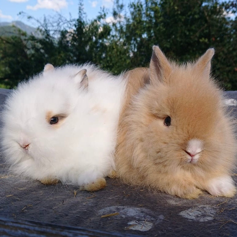 Zwei Kaninchen weiß und braun sitzen nebeneinander