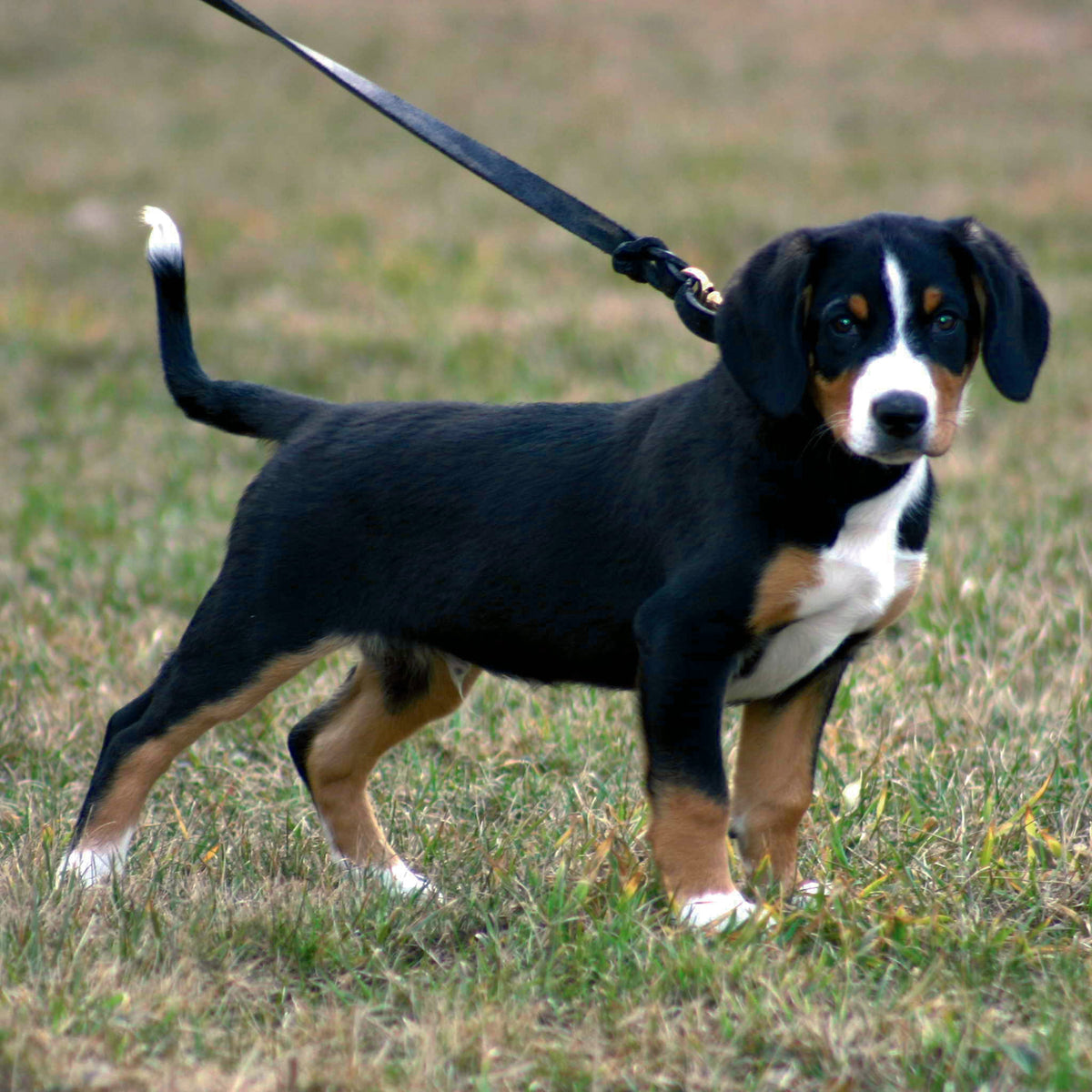 dominanter Hund an Leine