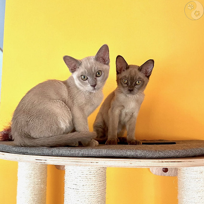 Katzen